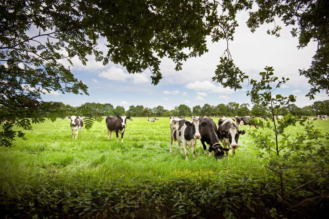 Countryside Eco Natuurhuisjes Ee エクステリア 写真