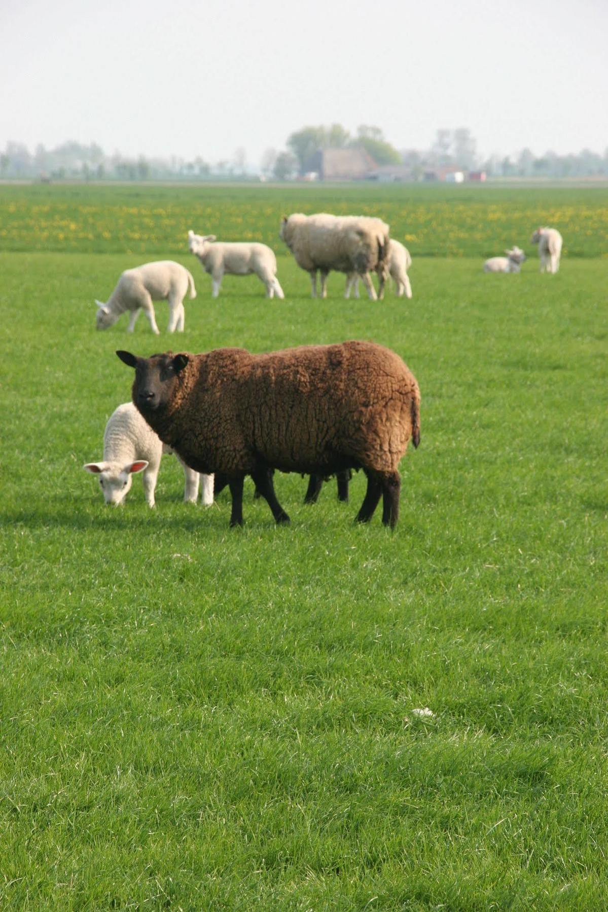 Countryside Eco Natuurhuisjes Ee エクステリア 写真