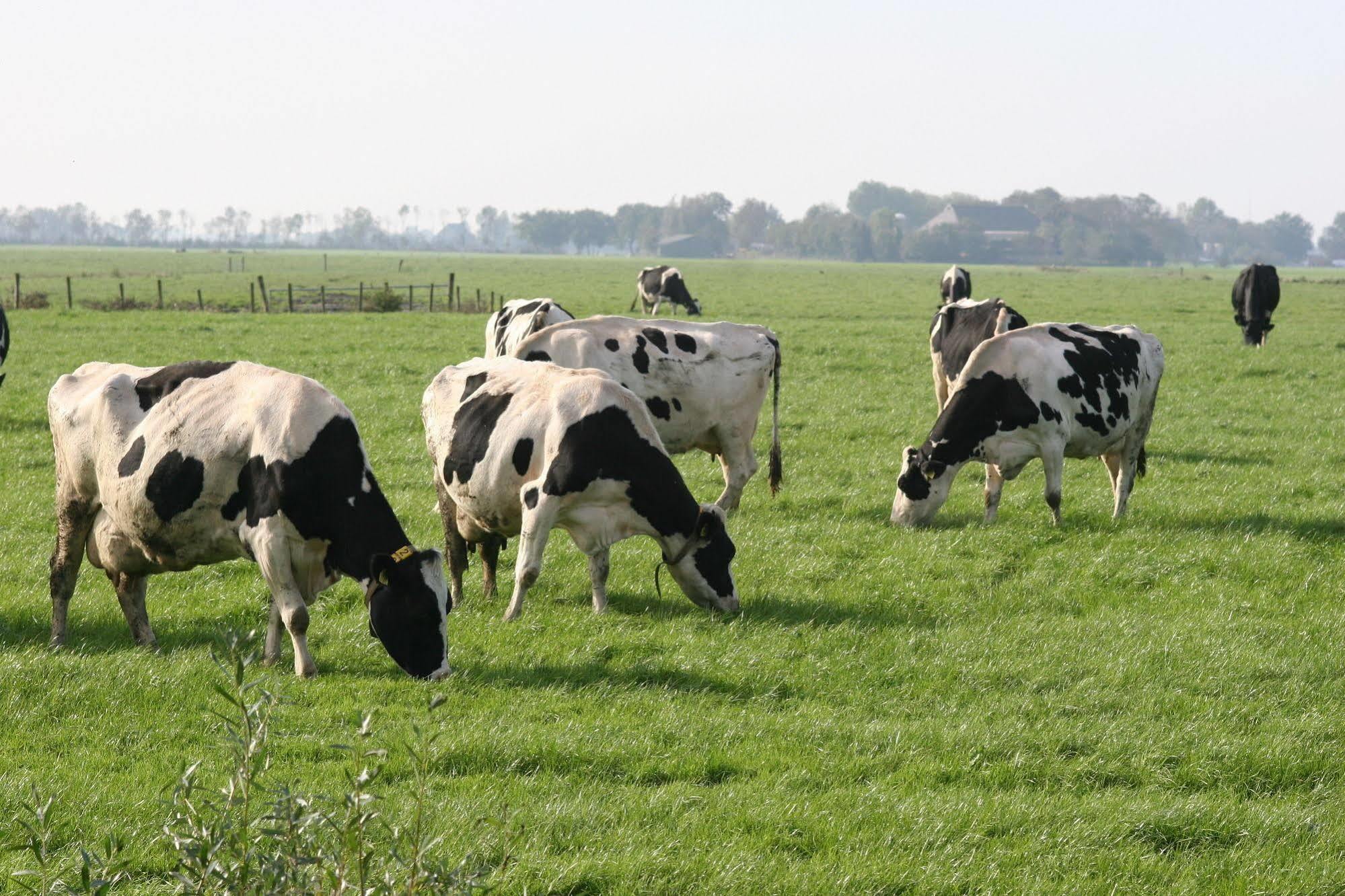 Countryside Eco Natuurhuisjes Ee エクステリア 写真